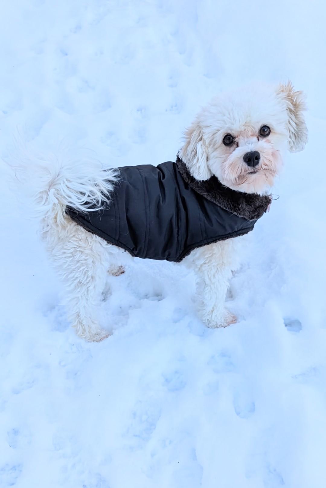 Peaches, ADOPTABLE, Adult Female Havanese.