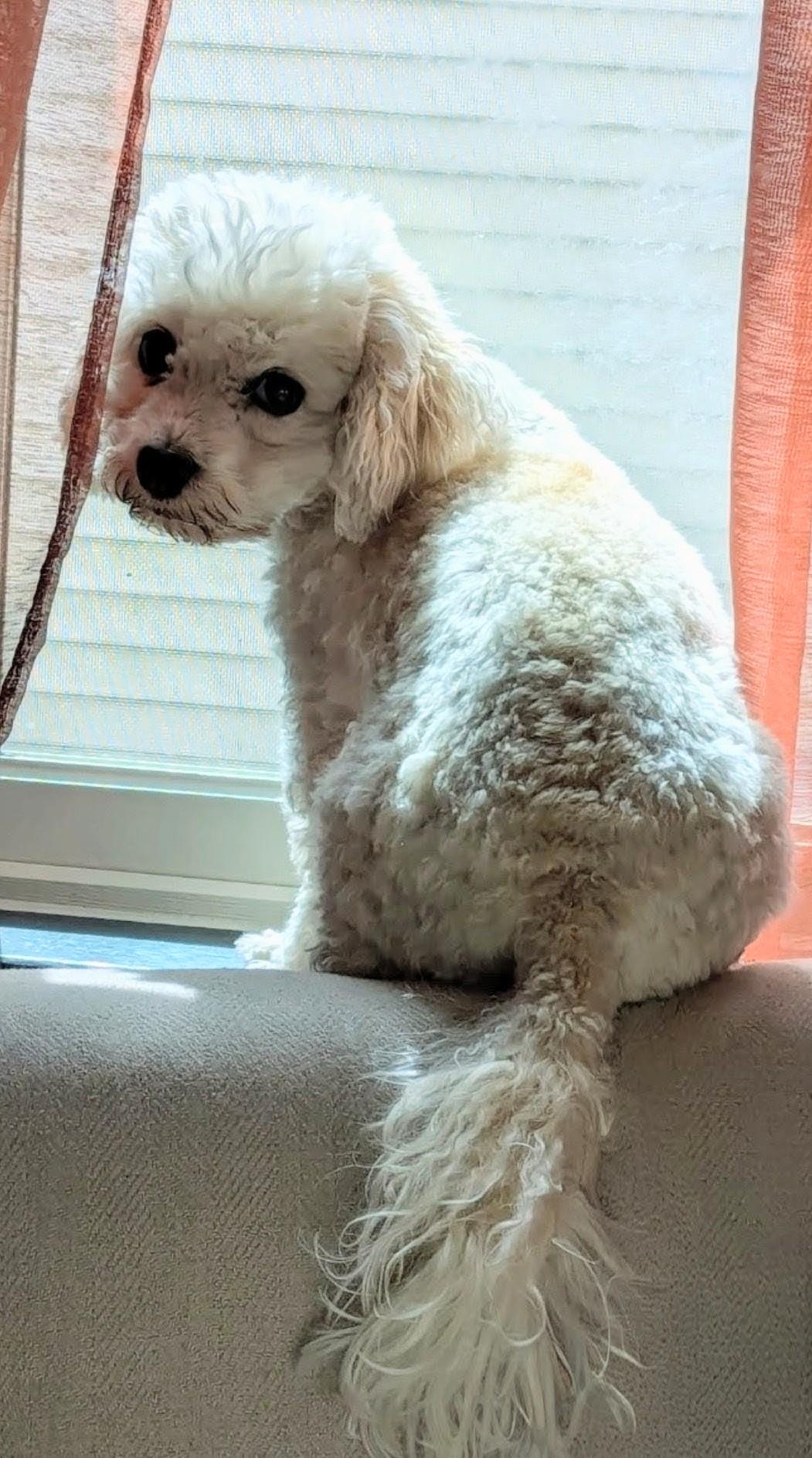 Enlarge Peaches, a ADOPTABLE Havanese in Wooster, OH image 3/5