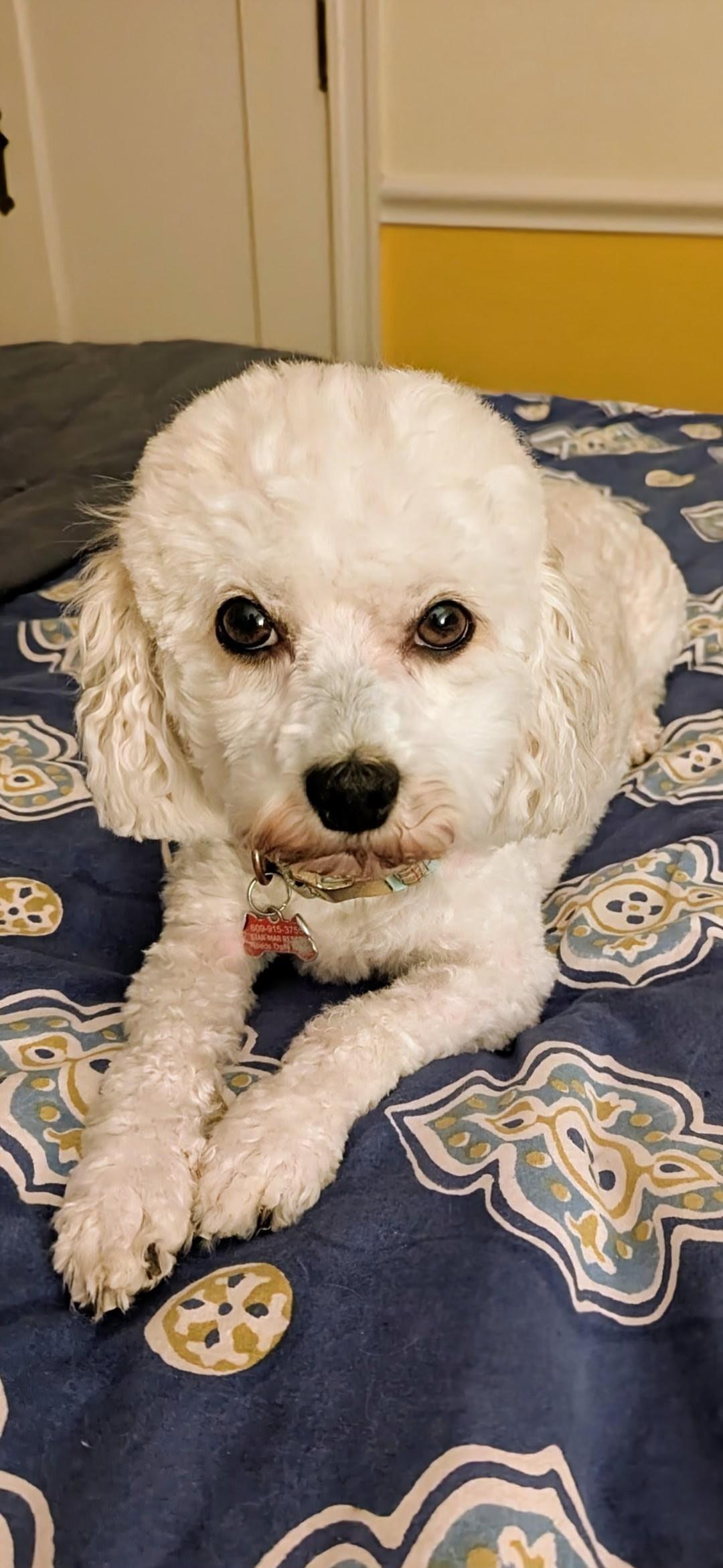 Enlarge Peaches, a ADOPTABLE Havanese in Wooster, OH image 2/5