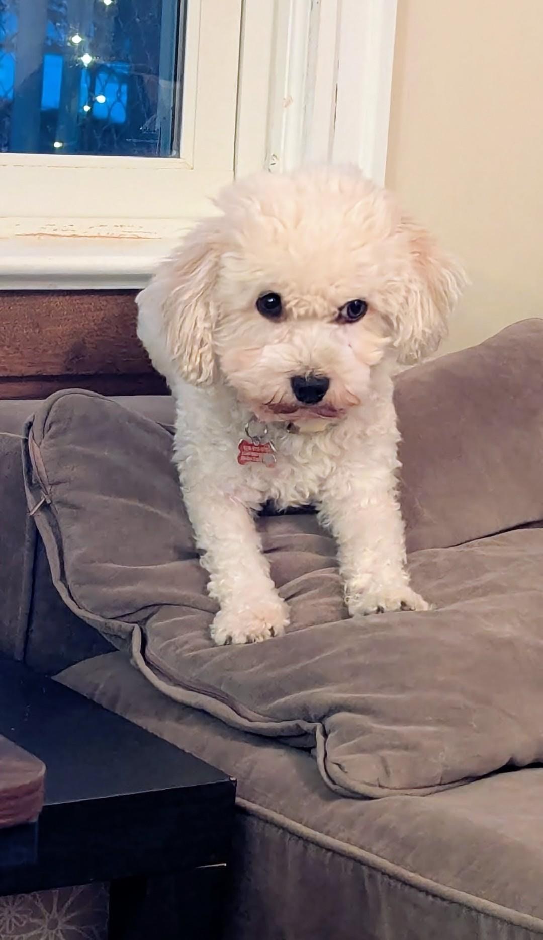 Enlarge Peaches, a ADOPTABLE Havanese in Wooster, OH image 4/5