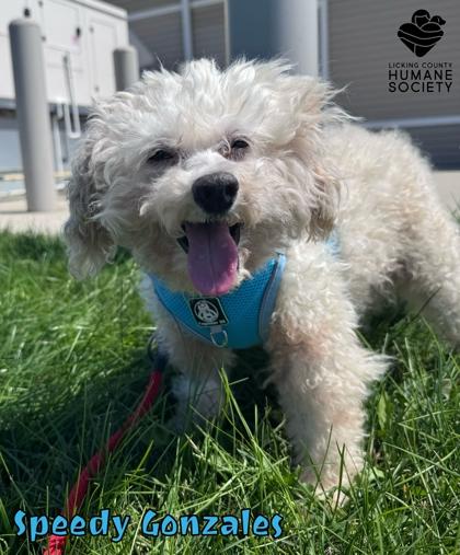 Enlarge Speedy Gonzales, a Adopted mixed breed in Heath, OH image 1/1