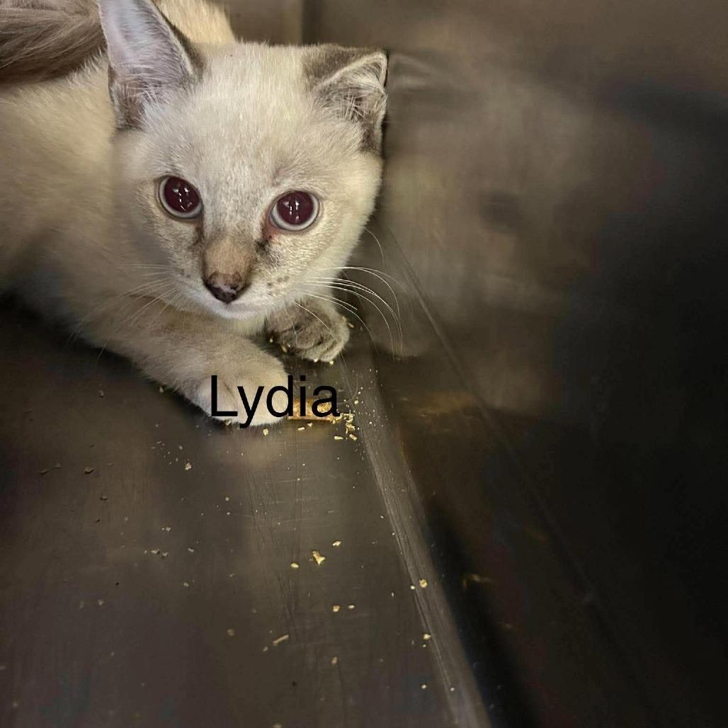 lydia, Adoptable, Kitten Female Siamese & Siamese.