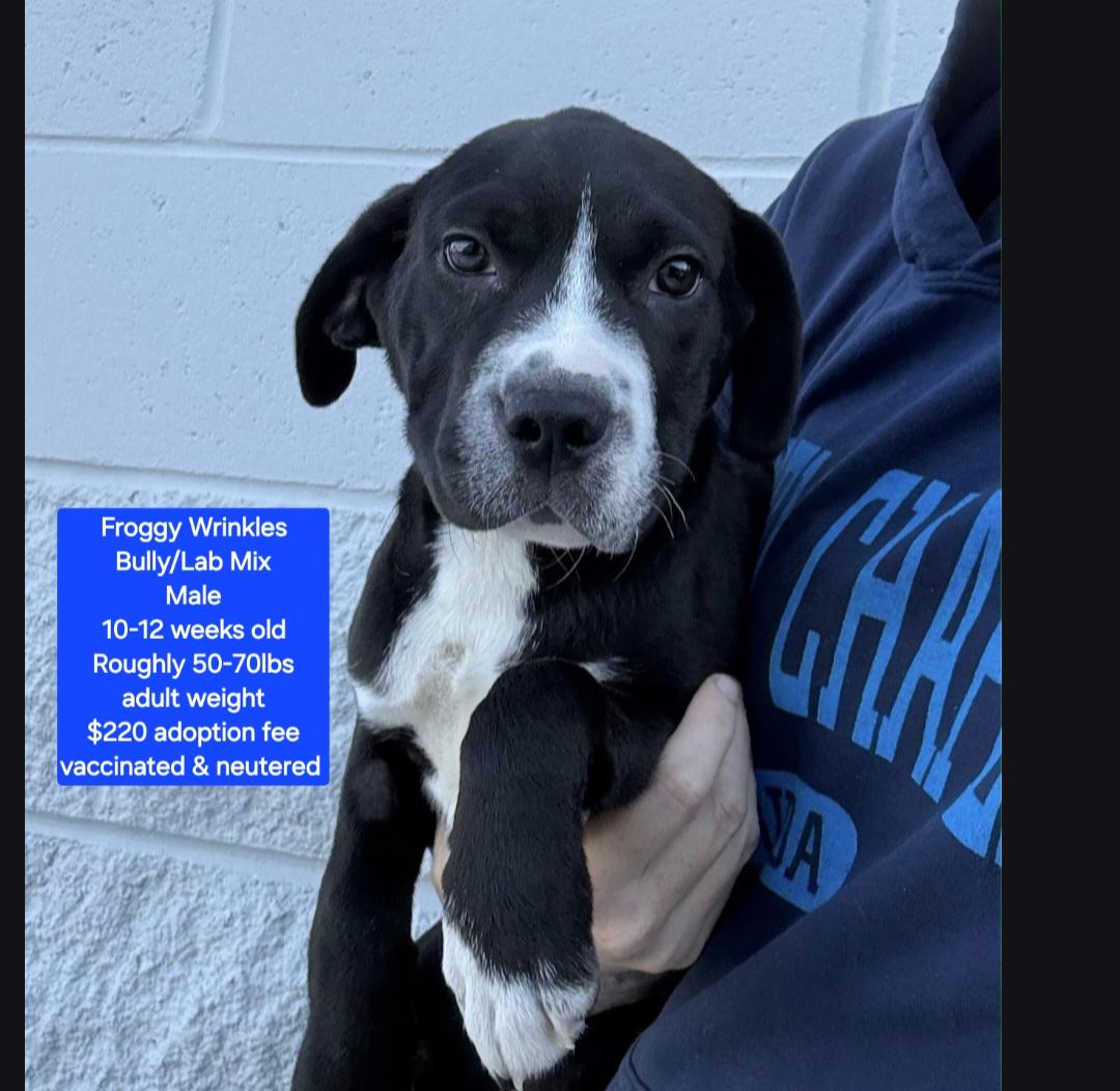 Froggie Wrinkles, ADOPTABLE, Puppy Male Shar-Pei & Labrador Retriever.