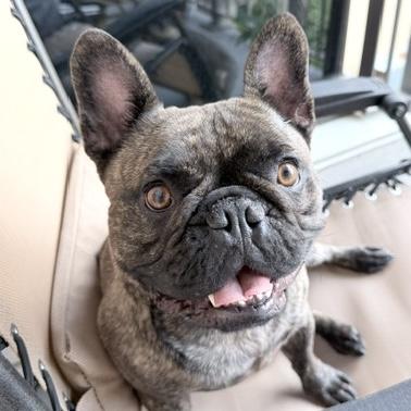 Lorenzo, adopted, Young Male French Bulldog.