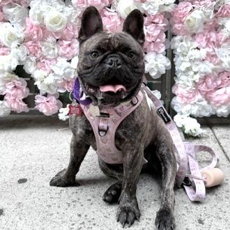Lorenzo, an adopted mixed breed in Brooklyn, NY image 2/6