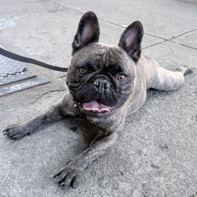 Lorenzo, an adopted mixed breed in Brooklyn, NY image 4/6