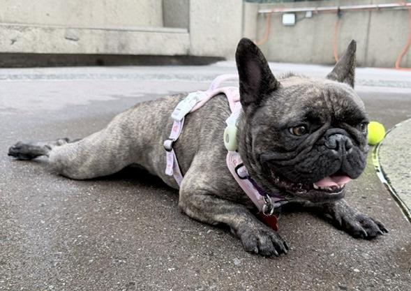 Lorenzo, an adopted mixed breed in Brooklyn, NY image 6/6