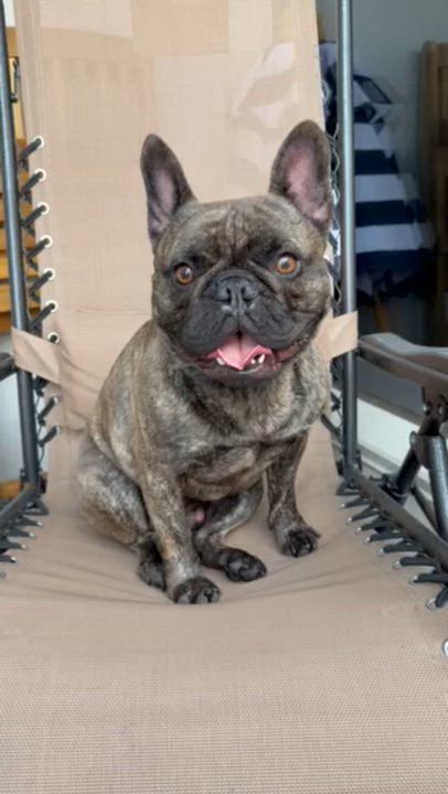 Enlarge Lorenzo, an adopted mixed breed in Brooklyn, NY video 5/6