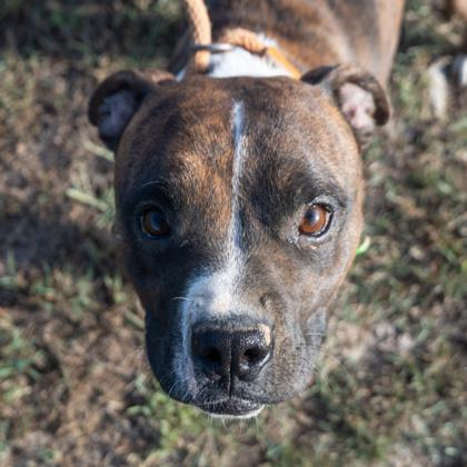 Enlarge Brownie, a Adoptable mixed breed in Yellville, AR image 2/3
