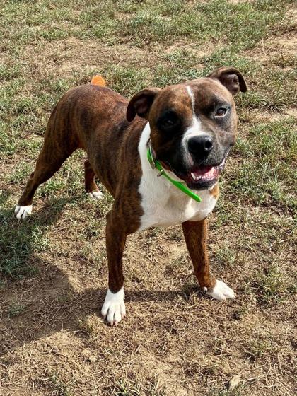 Enlarge Brownie, a Adoptable mixed breed in Yellville, AR image 3/3