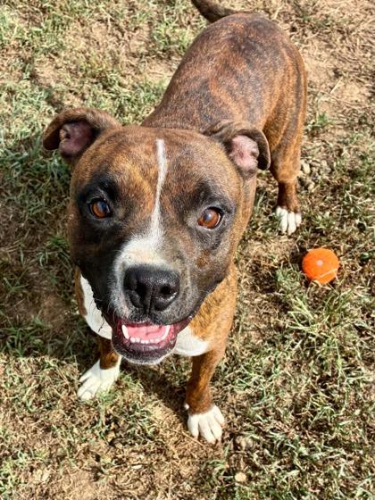 Enlarge Brownie, a Adoptable mixed breed in Yellville, AR image 1/3
