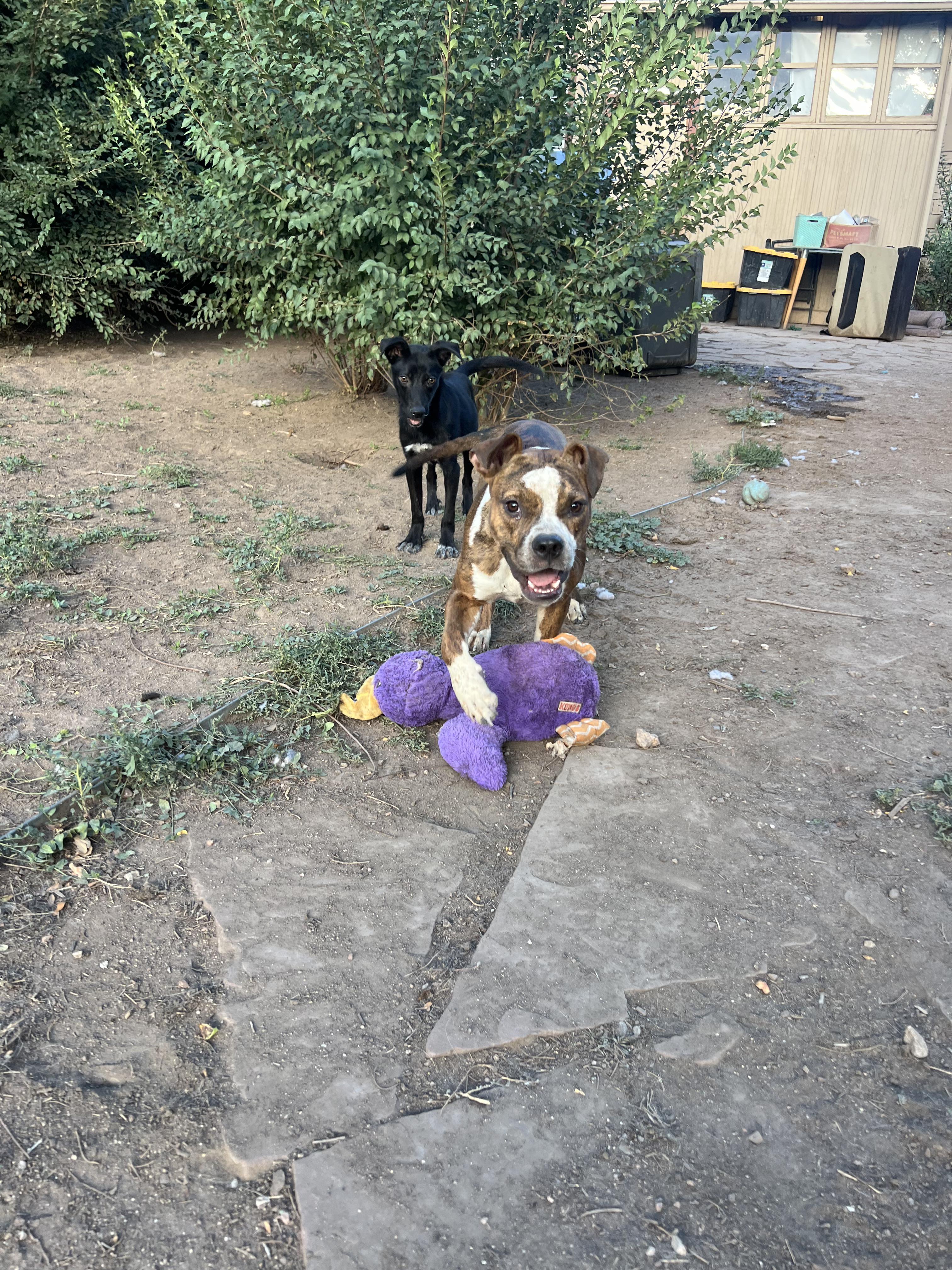 Enlarge Strawberry, a Adoptable mixed breed in Fort Collins, CO image 4/4