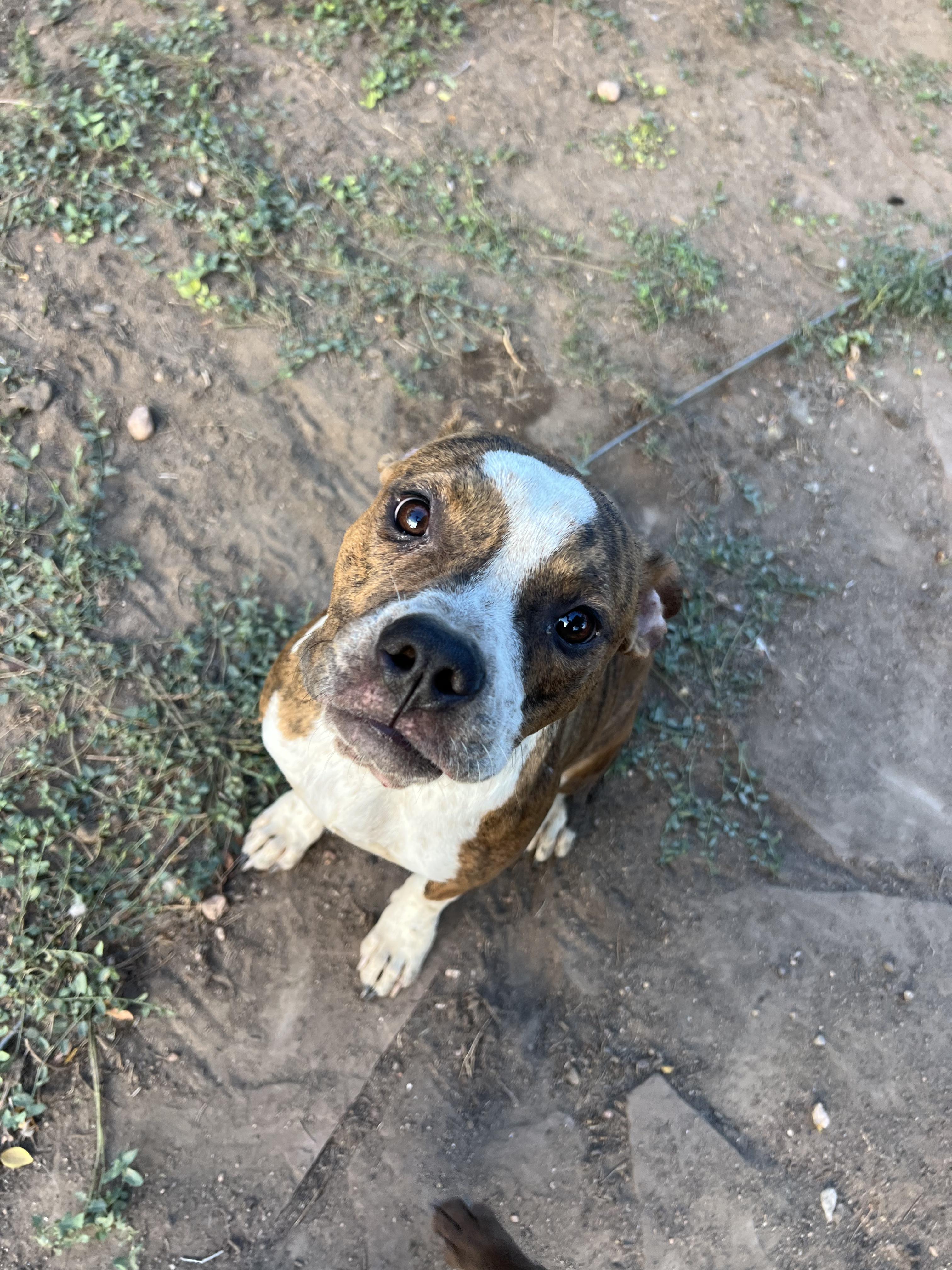 Enlarge Strawberry, a Adoptable mixed breed in Fort Collins, CO image 3/4