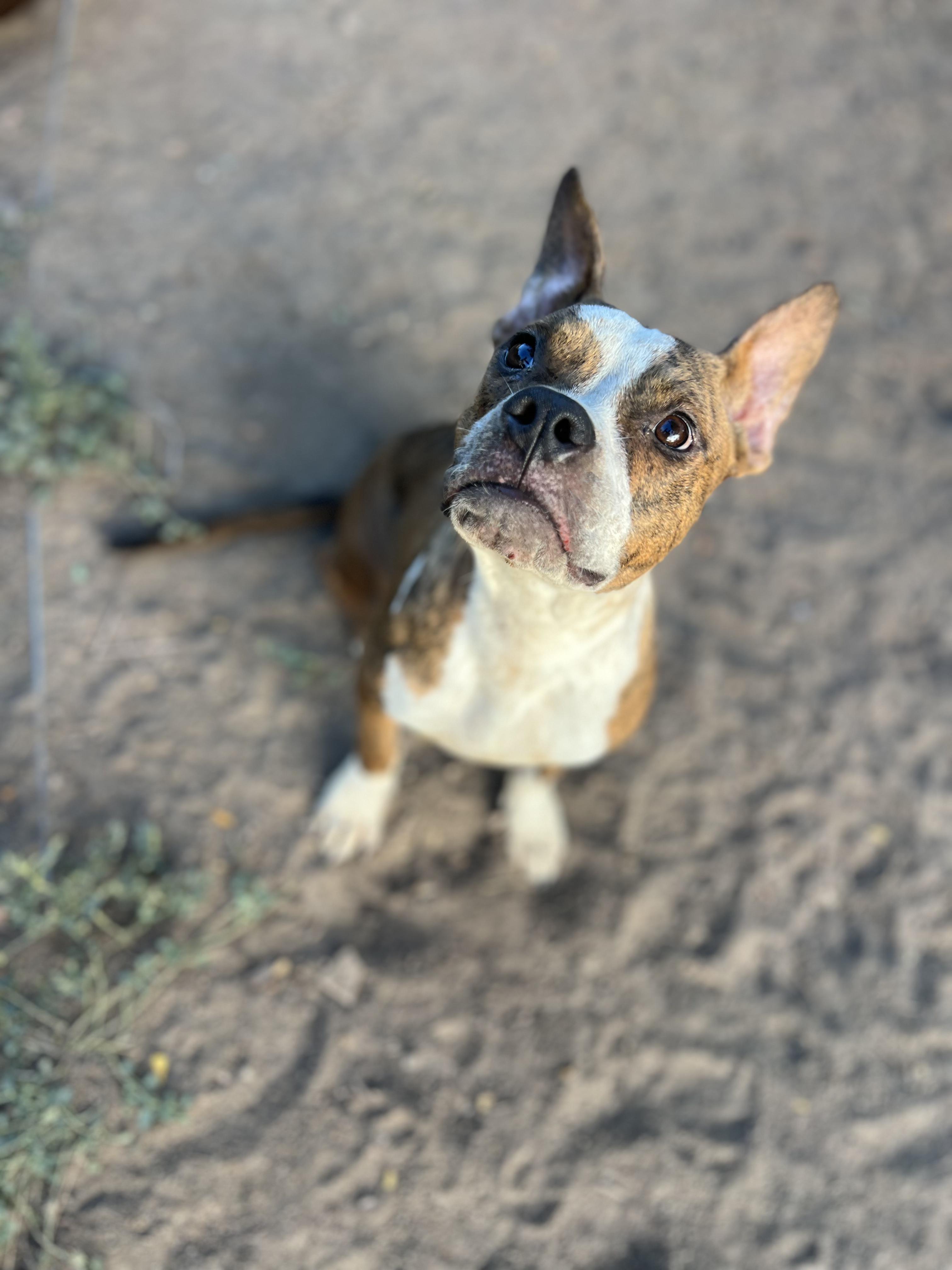 Enlarge Strawberry, a Adoptable mixed breed in Fort Collins, CO image 1/4