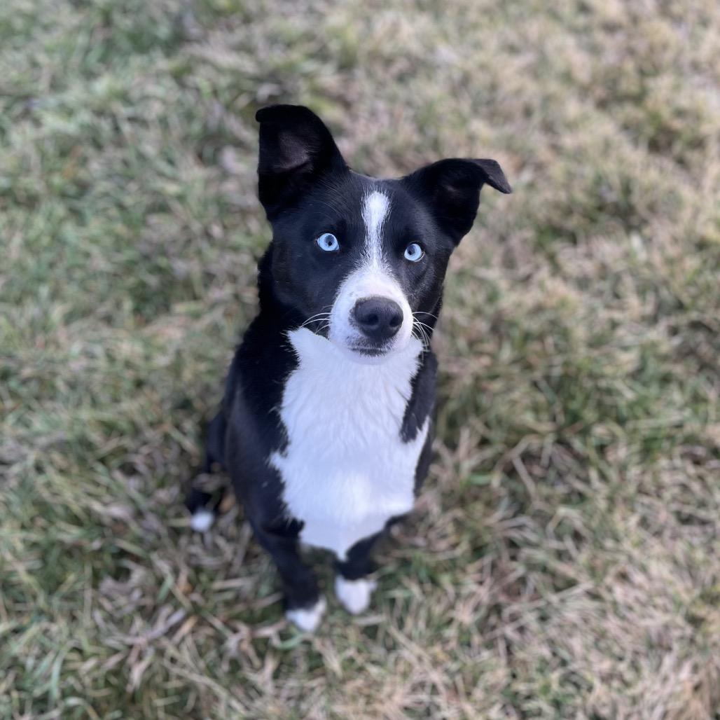 Enlarge Duke, a Adoptable Mixed Breed in Spokane, WA image 1/6