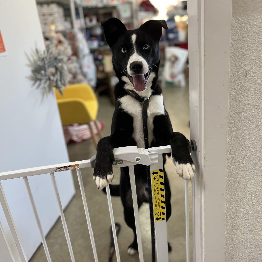 Enlarge Duke, a Adoptable Mixed Breed in Spokane, WA image 3/6