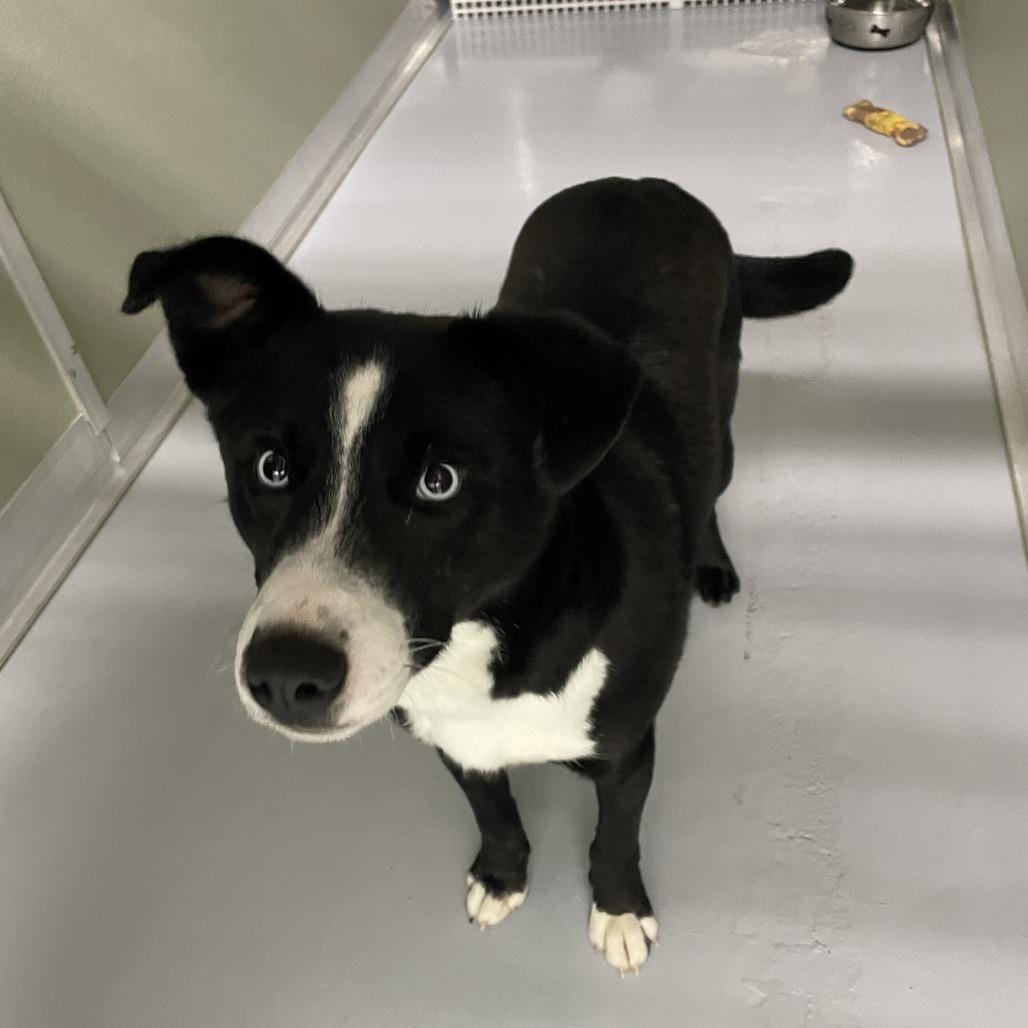 Enlarge Duke, a Adoptable Mixed Breed in Spokane, WA image 4/6