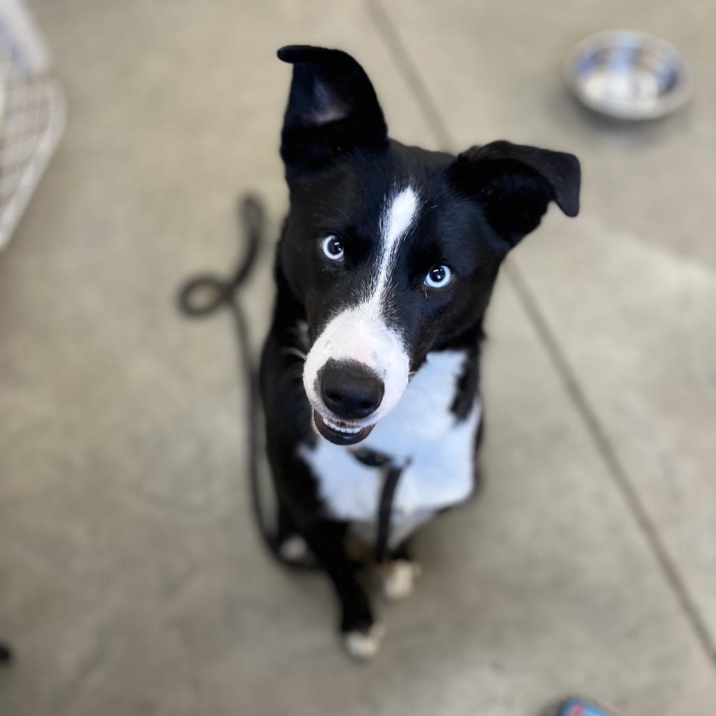 Enlarge Duke, a Adoptable Mixed Breed in Spokane, WA image 5/6