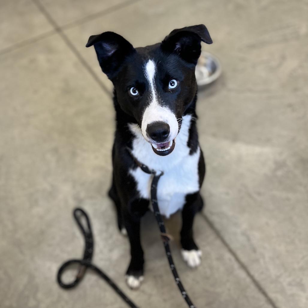 Enlarge Duke, a Adoptable Mixed Breed in Spokane, WA image 6/6