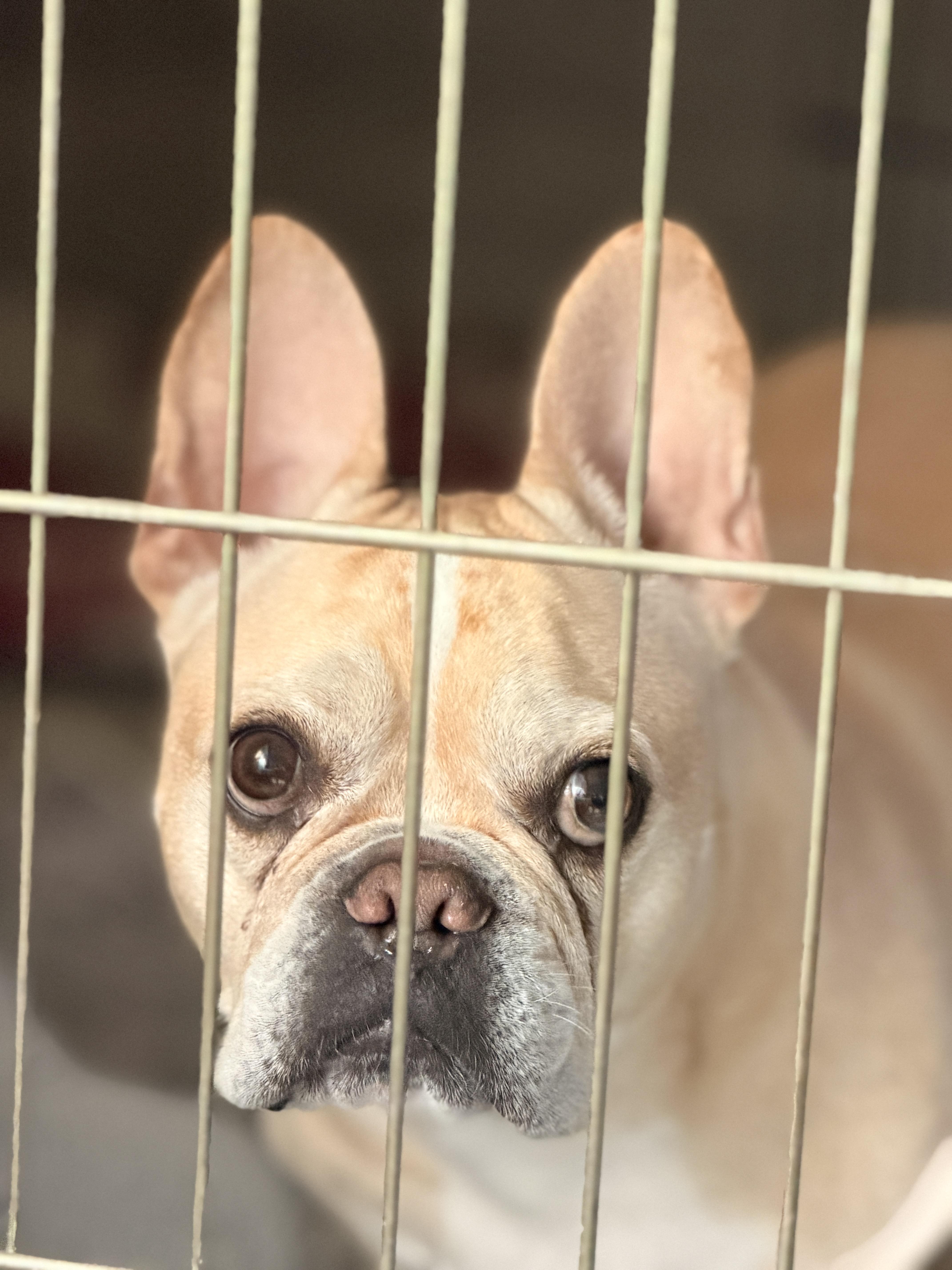 Enlarge Gustav, a Adoptable French Bulldog in PALM BAY, FL image 1/1