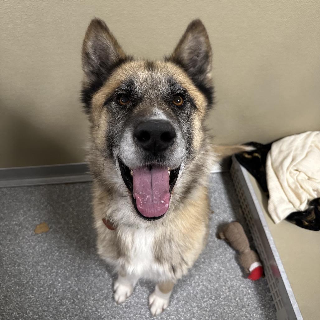 Presto, a Adoptable Shepherd in Durango, CO image 1/3