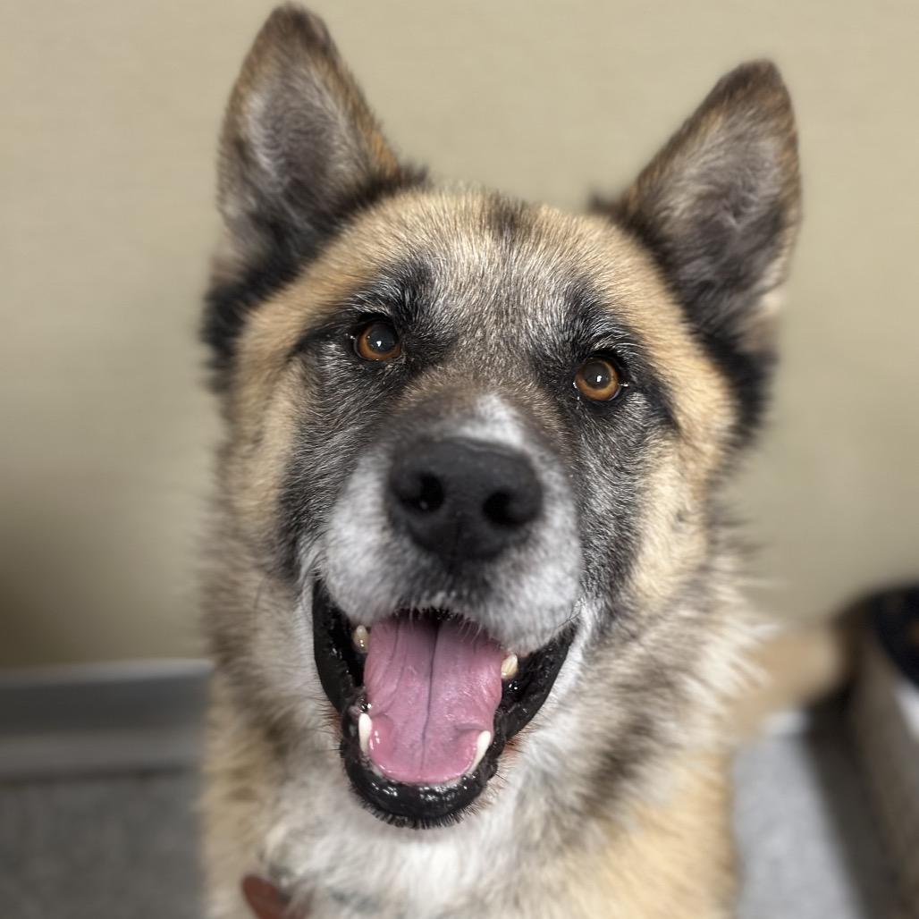 Presto, a Adoptable Shepherd in Durango, CO image 2/3