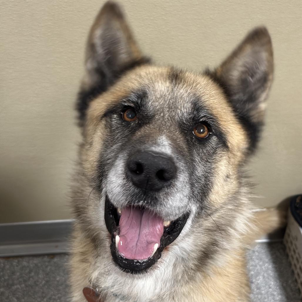 Presto, a Adoptable Shepherd in Durango, CO image 3/3