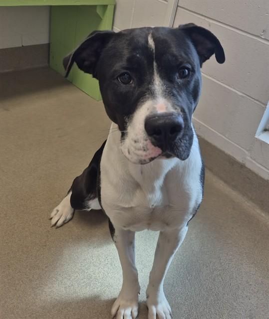 MAIL MAN, Adoptable, Young Male Pit Bull Terrier.