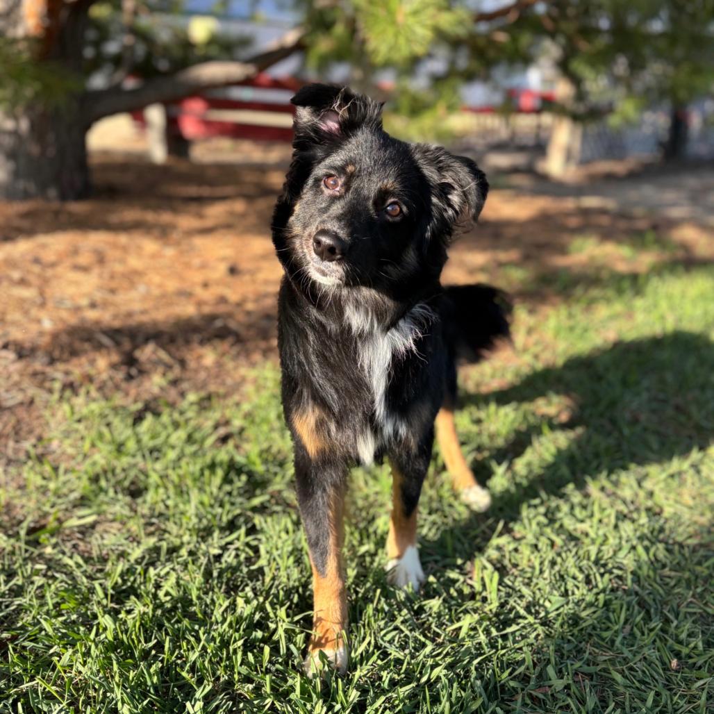 Enlarge Santana, a Adoptable Australian Shepherd in Ada, MN image 1/1