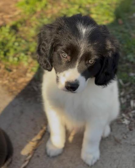 Ryder, Adopted, Puppy Male Beagle & Great Pyrenees.