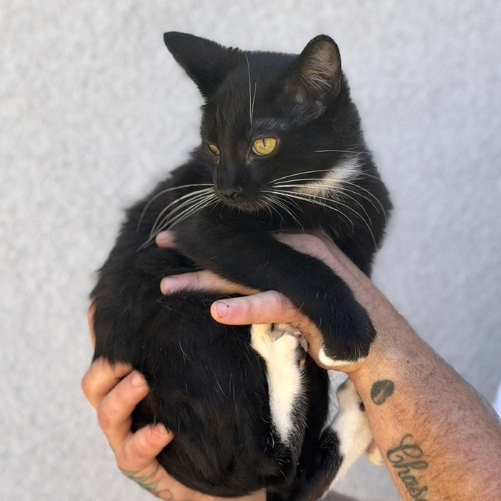 Leo, Adoptable, Young Male Domestic Short Hair.