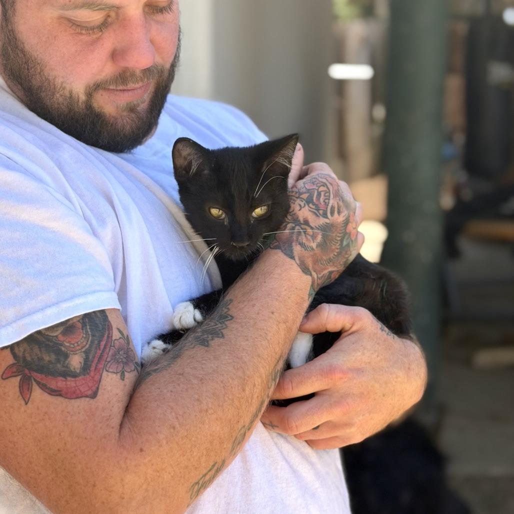 Enlarge Leo, a Adoptable Domestic Short Hair in Elverta, CA image 2/3