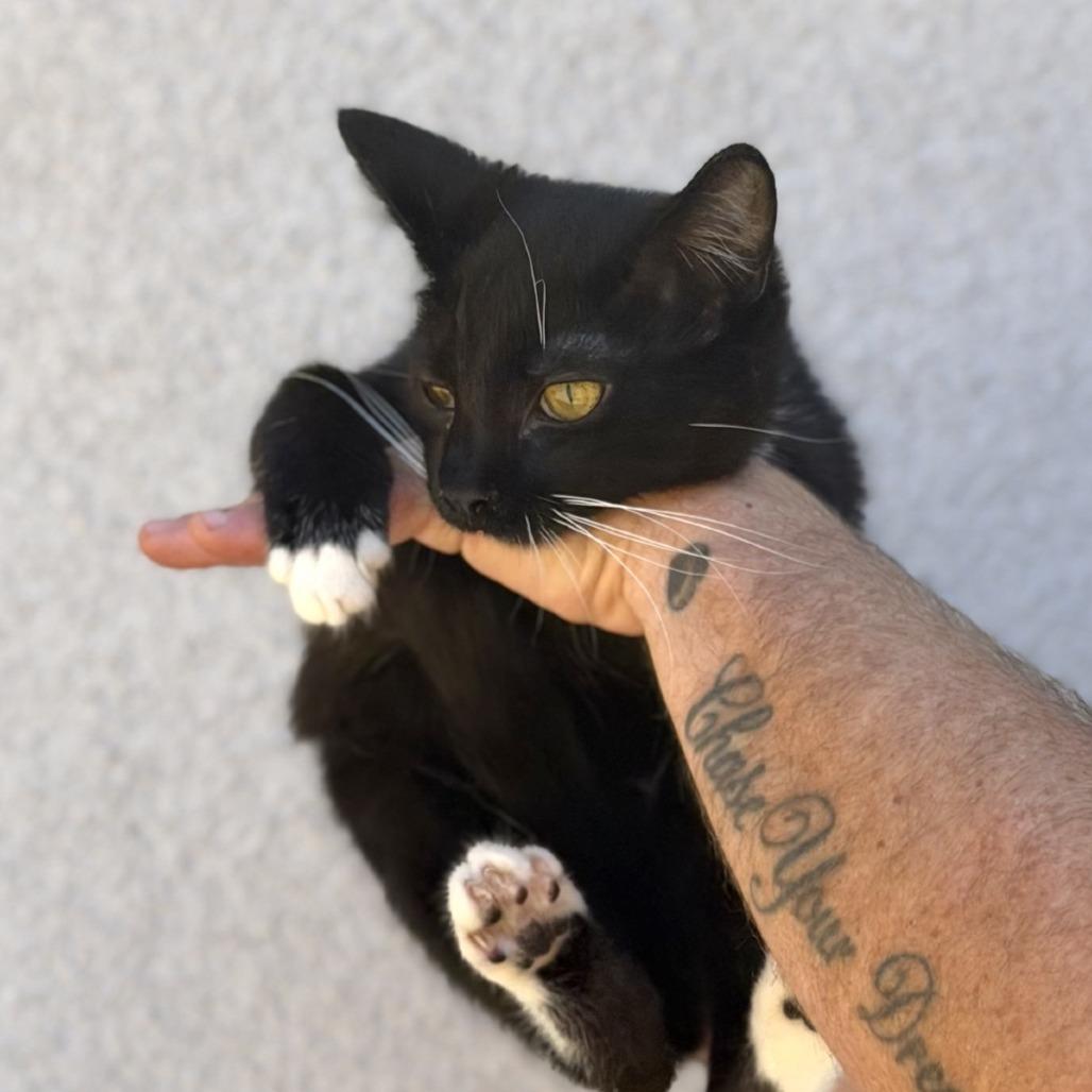 Enlarge Leo, a Adoptable Domestic Short Hair in Elverta, CA image 3/3