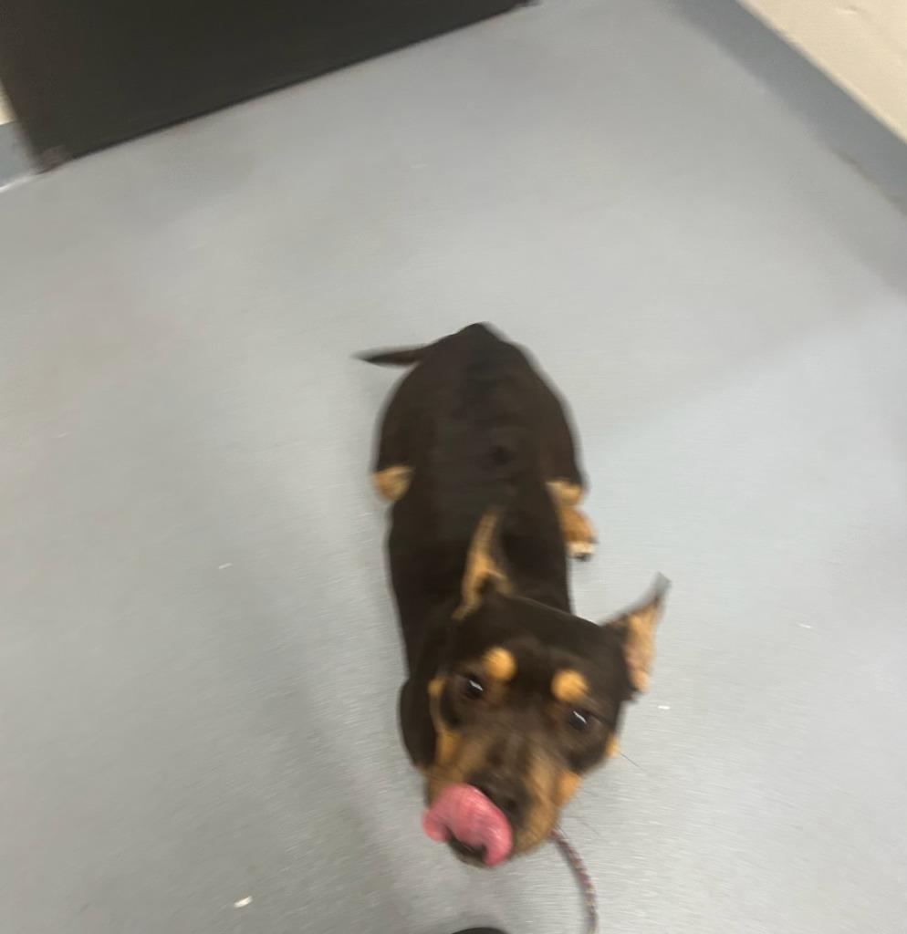 Enlarge Pinkie Pie, a Adoptable mixed breed in Cartersville , GA image 1/1