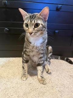 Selene 26-27, Adoptable, Young Female Domestic Short Hair.