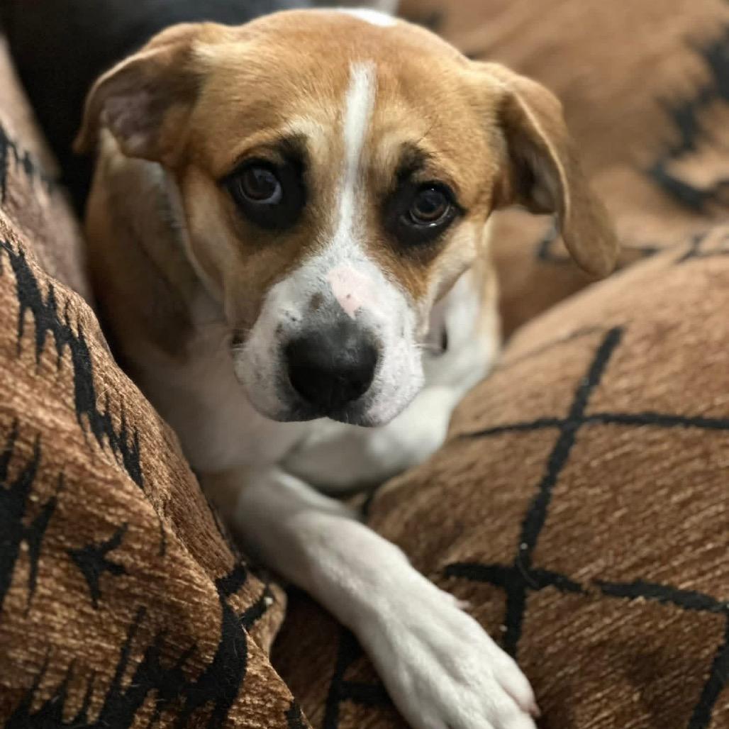 Shiloh, Adoptable, Young Male Beagle & Mixed Breed.