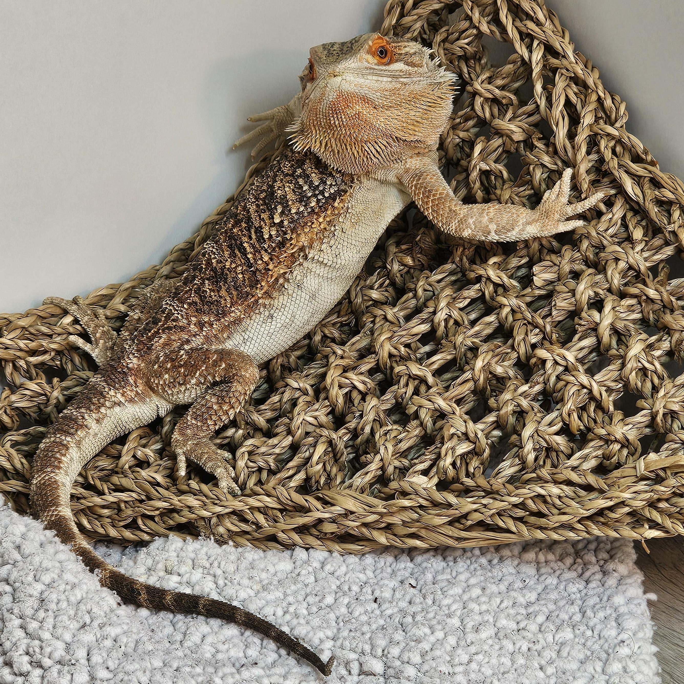 Enlarge Barnaby, a Adopted Bearded Dragon in Tucson, AZ image 2/6