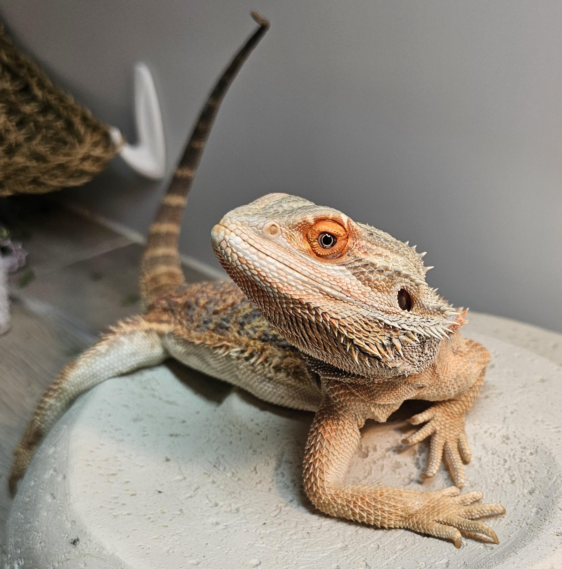 Enlarge Barnaby, a Adopted Bearded Dragon in Tucson, AZ image 1/6