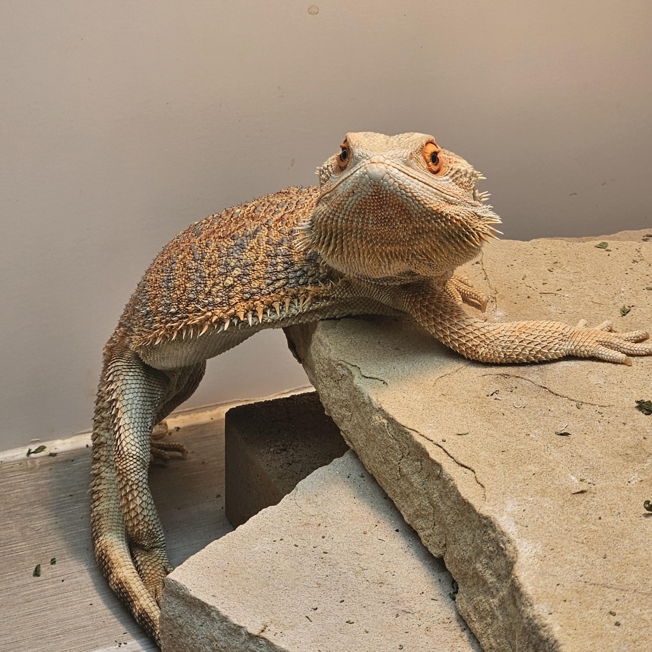 Enlarge Barnaby, a Adopted Bearded Dragon in Tucson, AZ image 3/6