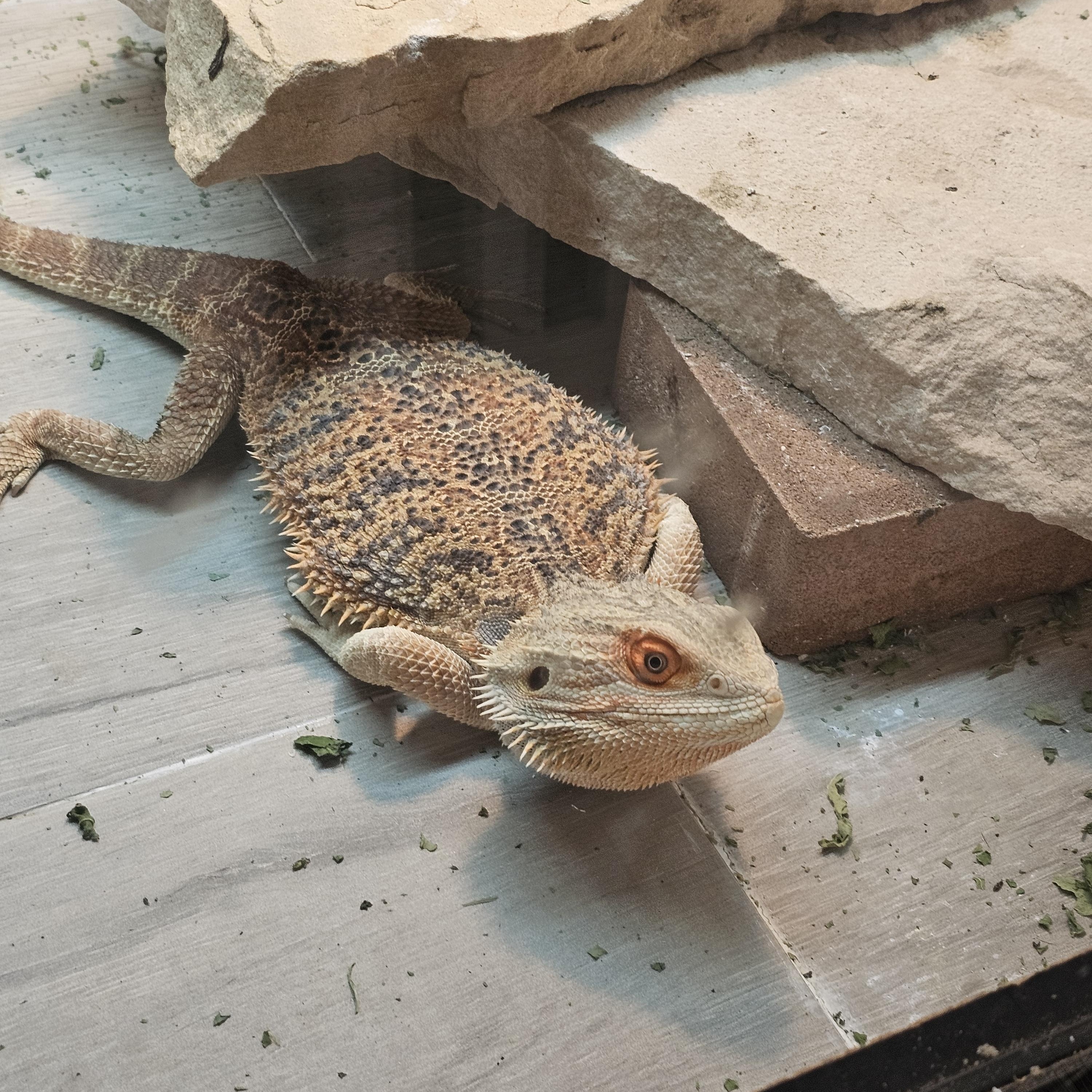 Enlarge Barnaby, a Adopted Bearded Dragon in Tucson, AZ image 4/6