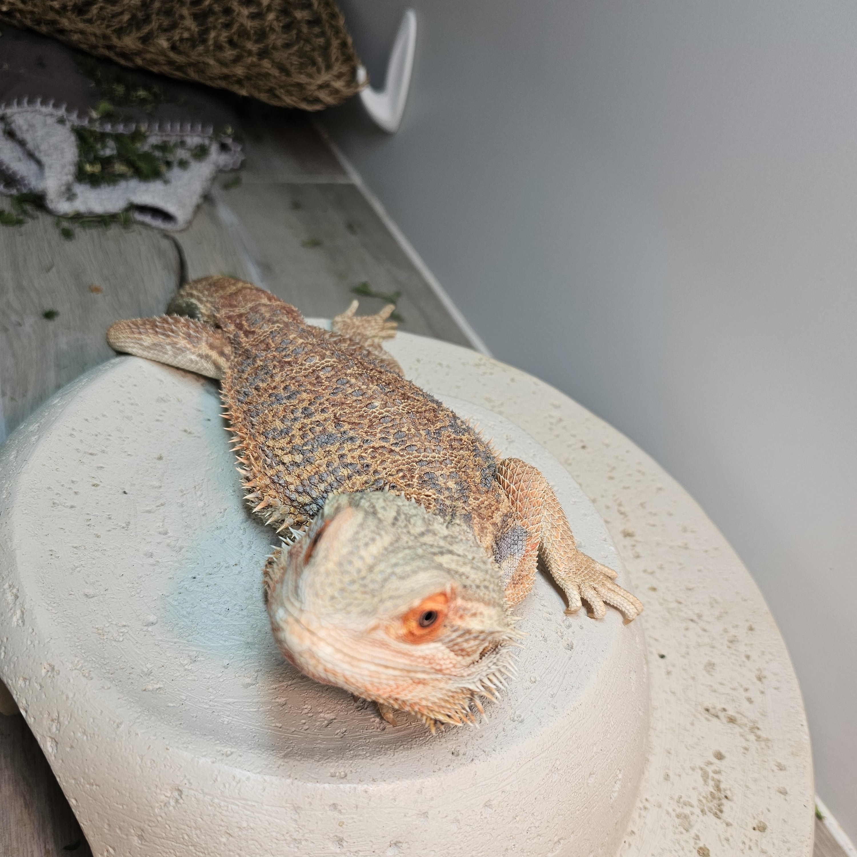Enlarge Barnaby, a Adopted Bearded Dragon in Tucson, AZ image 5/6