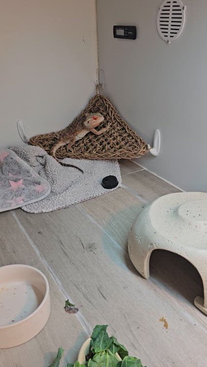 Enlarge Barnaby, a Adopted Bearded Dragon in Tucson, AZ video 6/6