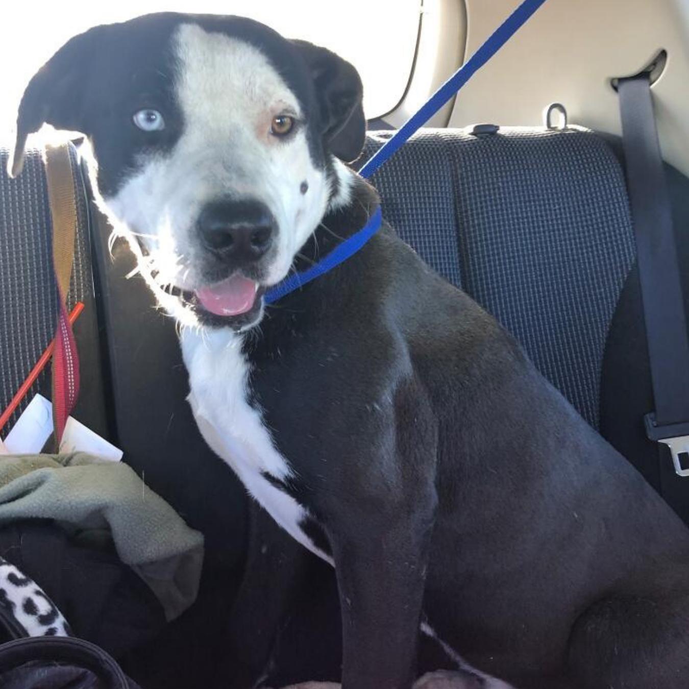 Skull, a Adoptable mixed breed in White Settlement, TX image 1/3