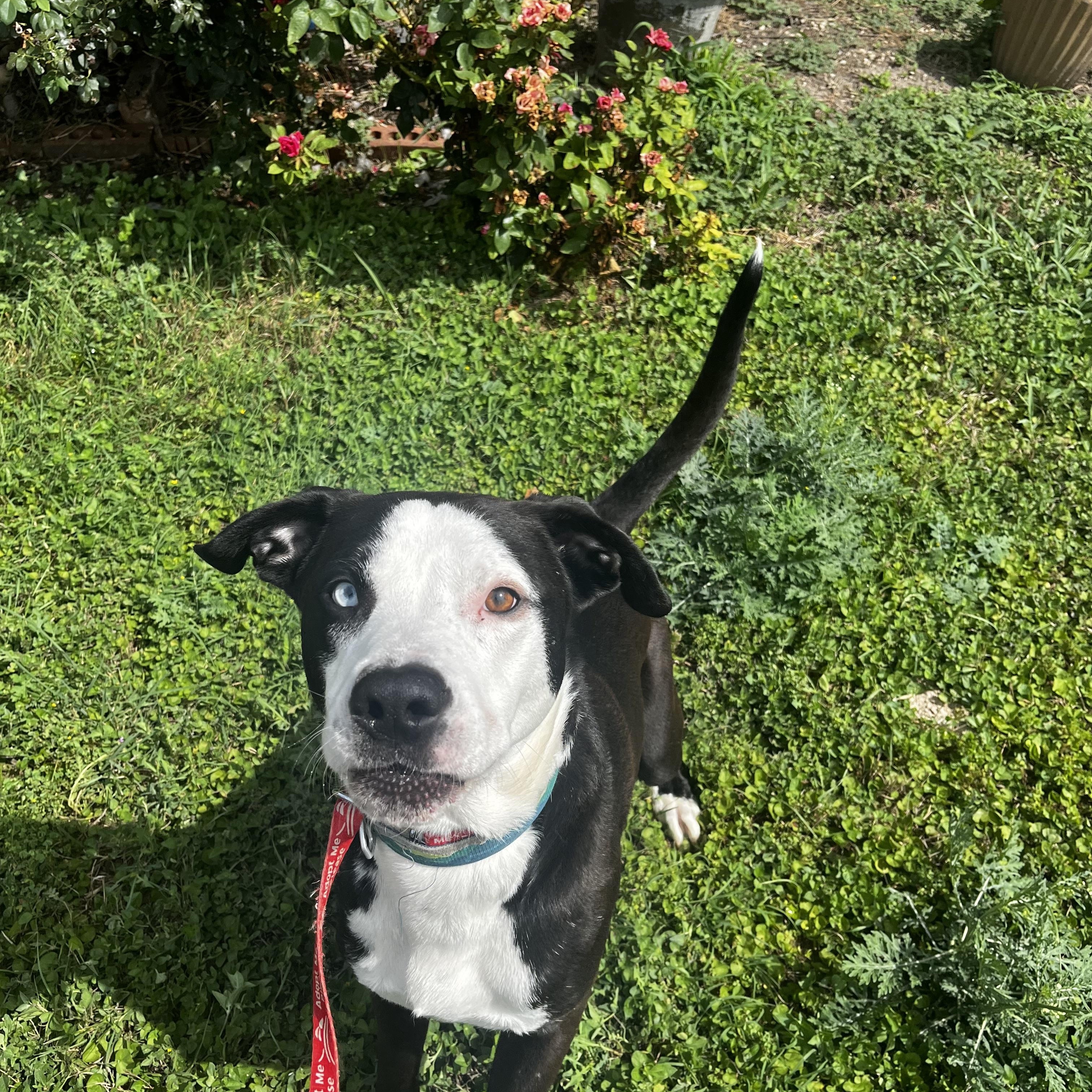 Skull, a Adoptable mixed breed in White Settlement, TX image 2/3