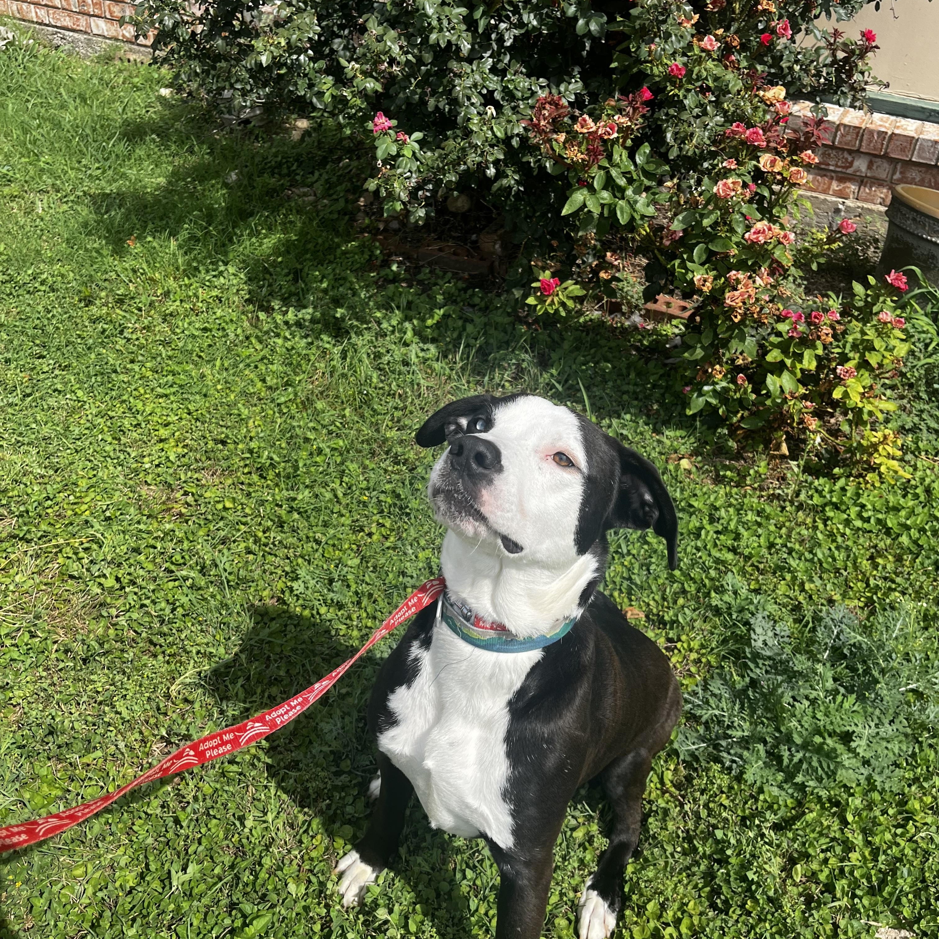 Skull, a Adoptable mixed breed in White Settlement, TX image 3/3