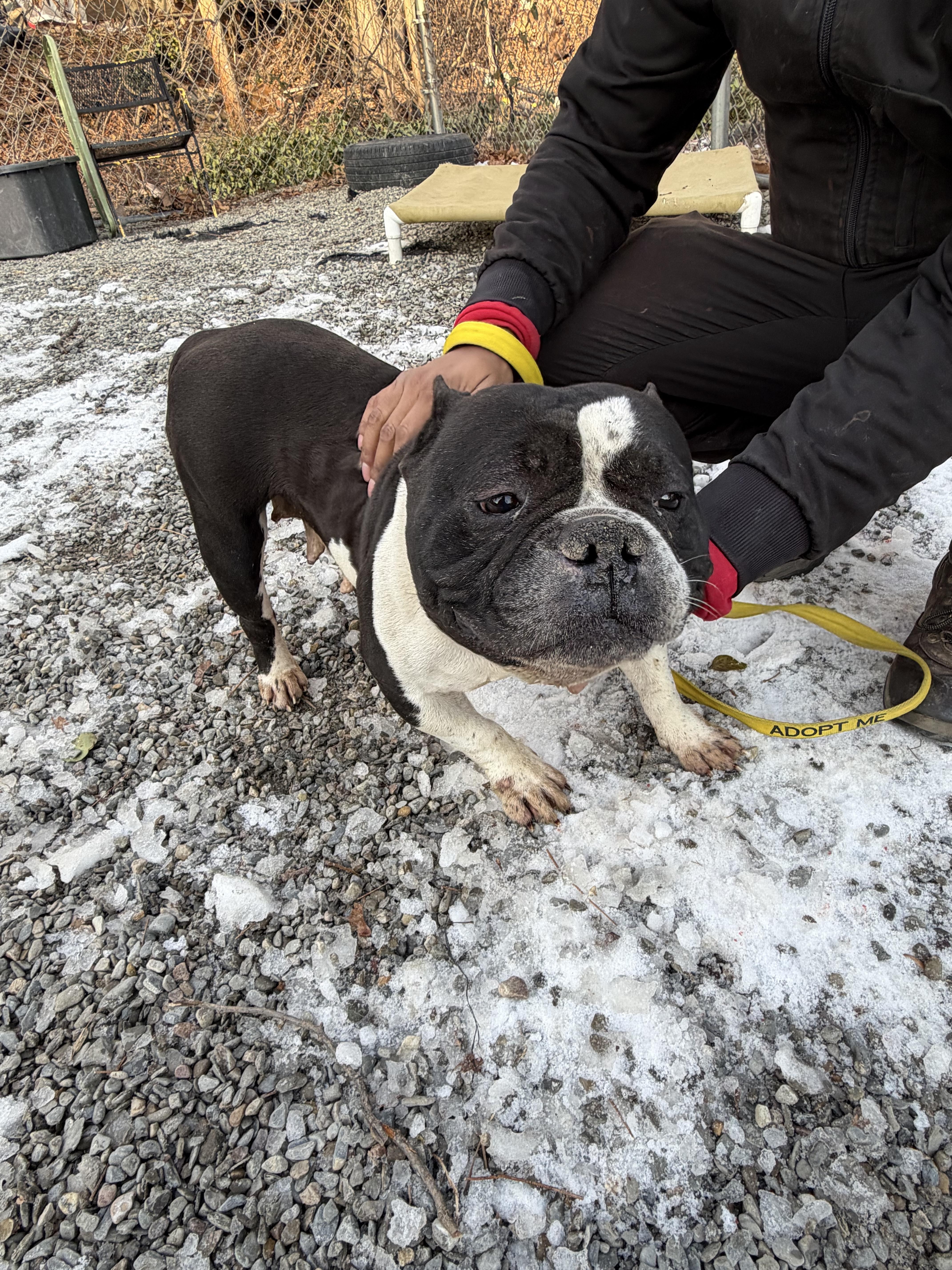 Enlarge Fiona , a ADOPTABLE American Bully in East Orange, NJ image 4/4