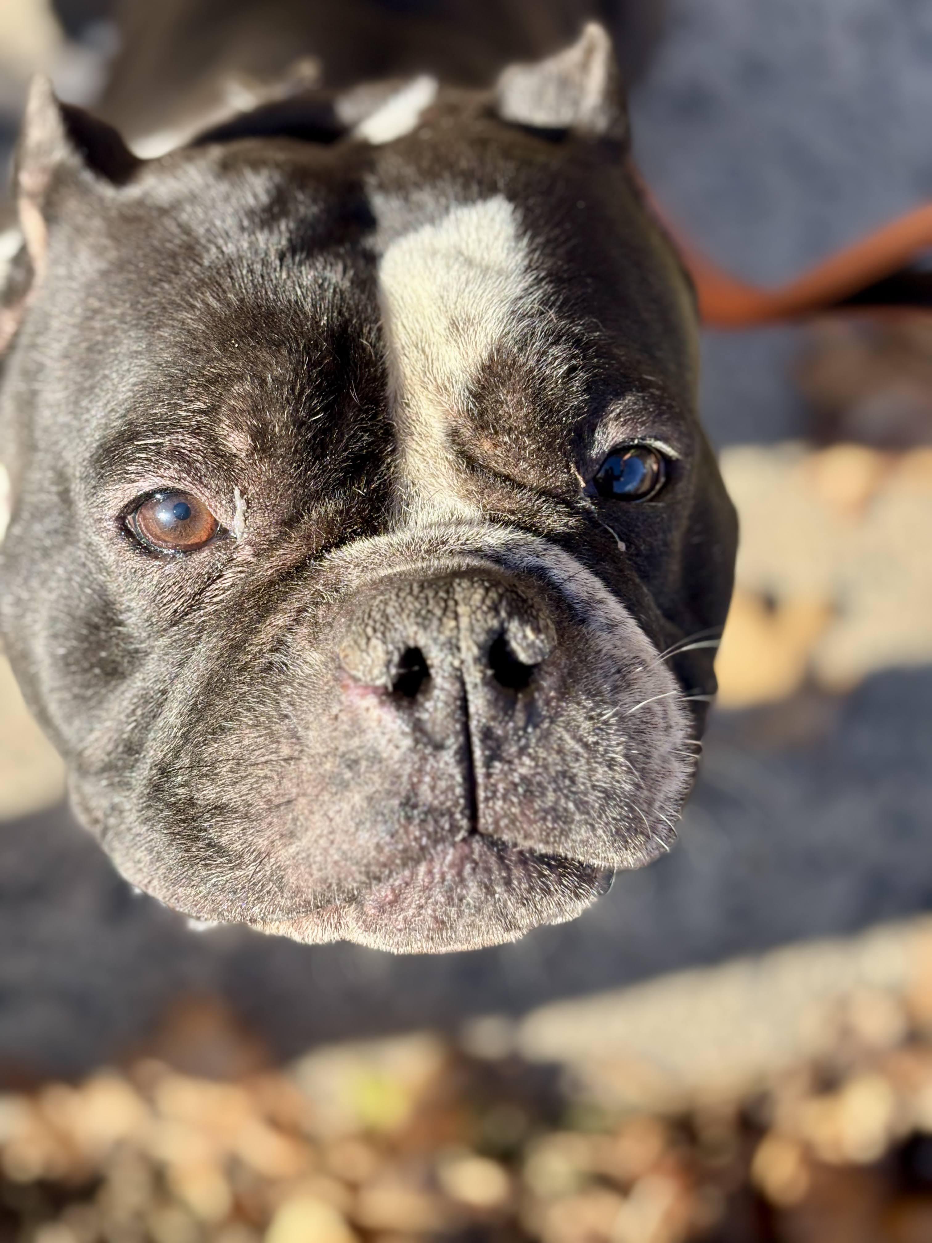 Enlarge Fiona , a ADOPTABLE American Bully in East Orange, NJ image 1/4