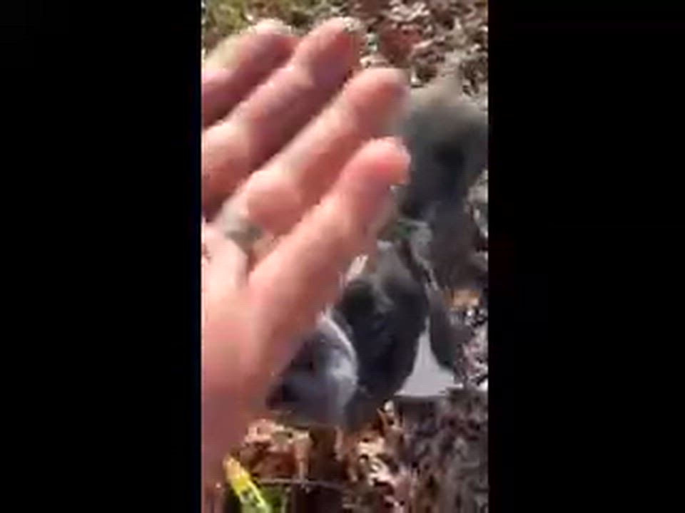 Enlarge Fiona , a ADOPTABLE American Bully in East Orange, NJ video 3/4