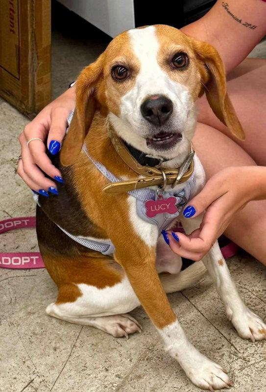 Lucy *Adopt or Foster*, Adoptable, Young Female Beagle.