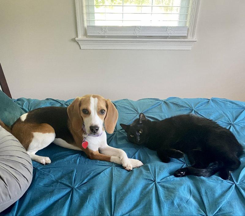 Enlarge Lucy *Adopt or Foster*, a Adoptable Beagle in Fairfax, VA image 2/2